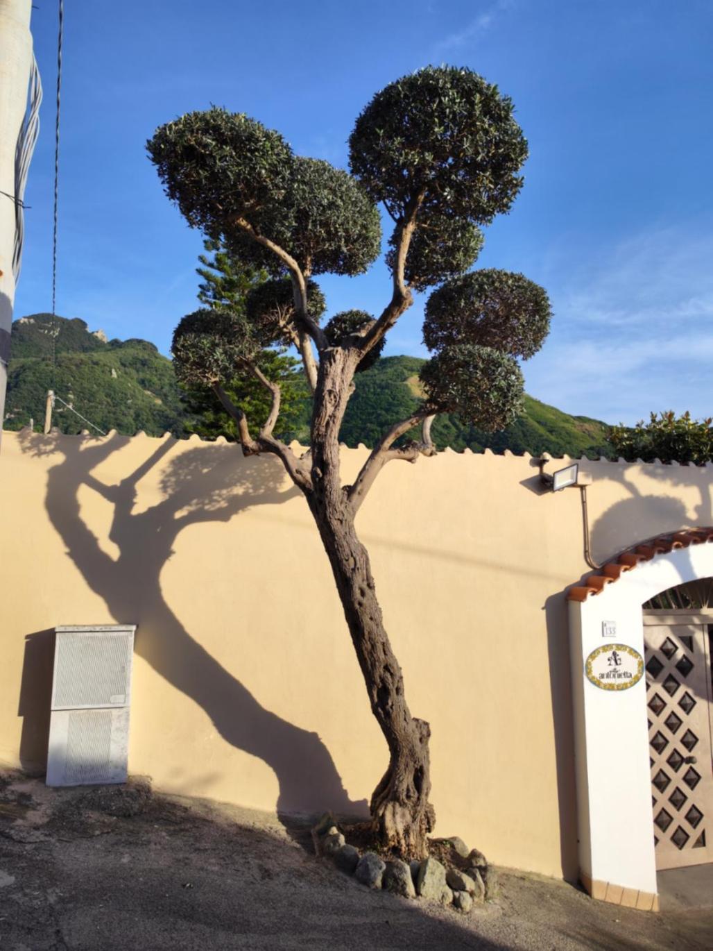 Villa Antonietta Ischia Eksteriør bilde
